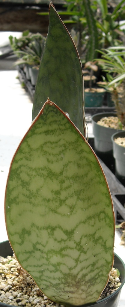 Sansevieria 'Mason's Congo' | The Cactus King